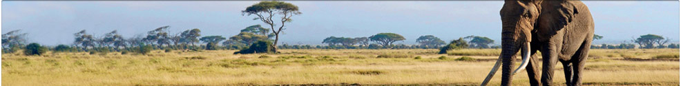Last Minute Urlaub Mombasa